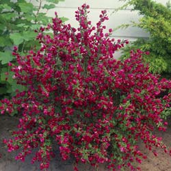 Broom, Scotch 'Boskoop Ruby'